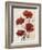 Poppy Bouquet III-Emma Scarvey-Framed Art Print