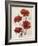 Poppy Bouquet III-Emma Scarvey-Framed Art Print