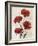 Poppy Bouquet III-Emma Scarvey-Framed Art Print