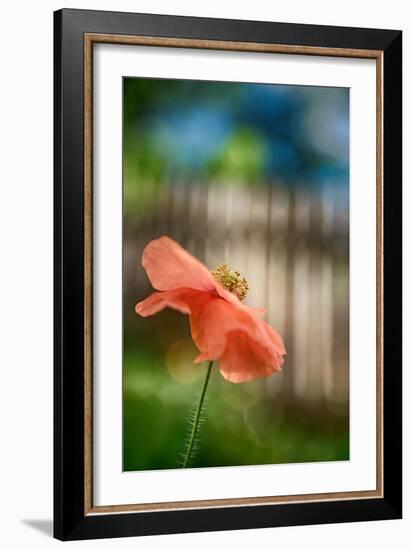 Poppy By the Fence-Ursula Abresch-Framed Photographic Print