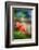 Poppy By the Fence-Ursula Abresch-Framed Photographic Print