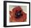 Poppy, c.1927-Georgia O'Keeffe-Framed Art Print