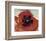 Poppy, c.1927-Georgia O'Keeffe-Framed Art Print