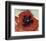 Poppy, c.1927-Georgia O'Keeffe-Framed Art Print