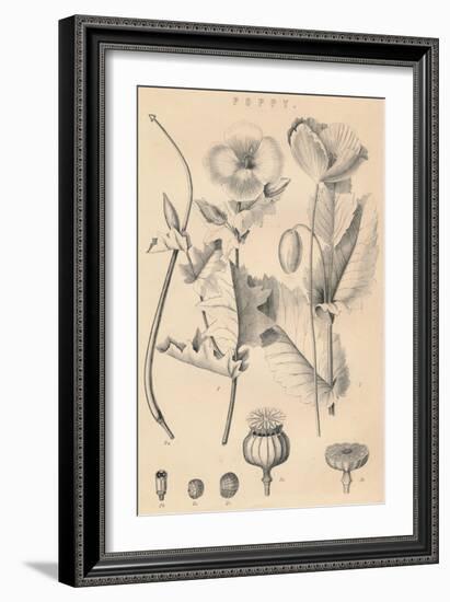 'Poppy', c19th century-Unknown-Framed Giclee Print