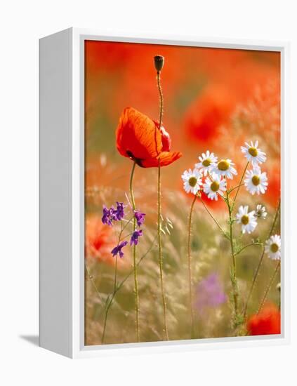 Poppy, camomile and larkspur-Herbert Kehrer-Framed Premier Image Canvas
