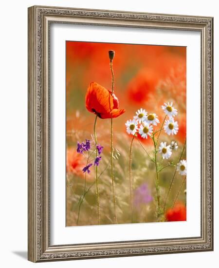 Poppy, camomile and larkspur-Herbert Kehrer-Framed Photographic Print