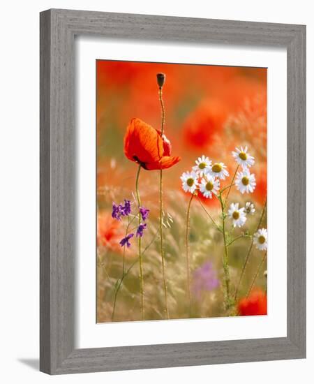 Poppy, camomile and larkspur-Herbert Kehrer-Framed Photographic Print