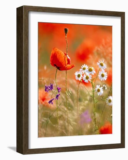 Poppy, camomile and larkspur-Herbert Kehrer-Framed Photographic Print