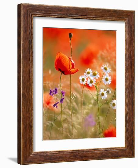 Poppy, camomile and larkspur-Herbert Kehrer-Framed Photographic Print