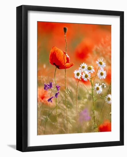 Poppy, camomile and larkspur-Herbert Kehrer-Framed Photographic Print