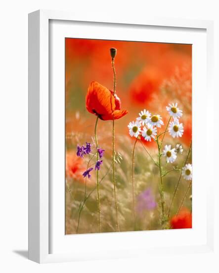 Poppy, camomile and larkspur-Herbert Kehrer-Framed Photographic Print