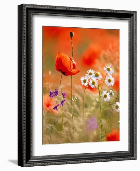 Poppy, camomile and larkspur-Herbert Kehrer-Framed Photographic Print