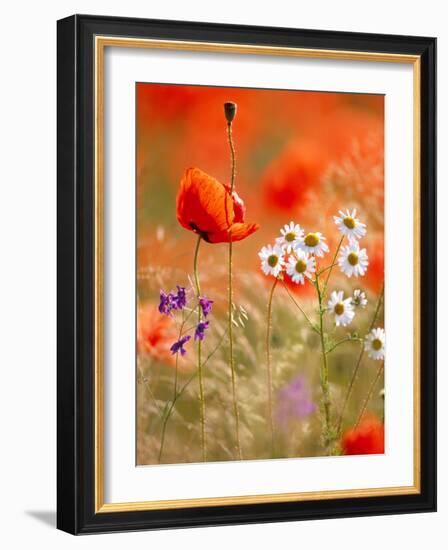 Poppy, camomile and larkspur-Herbert Kehrer-Framed Photographic Print