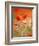 Poppy, camomile and larkspur-Herbert Kehrer-Framed Photographic Print