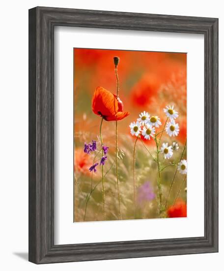 Poppy, camomile and larkspur-Herbert Kehrer-Framed Photographic Print