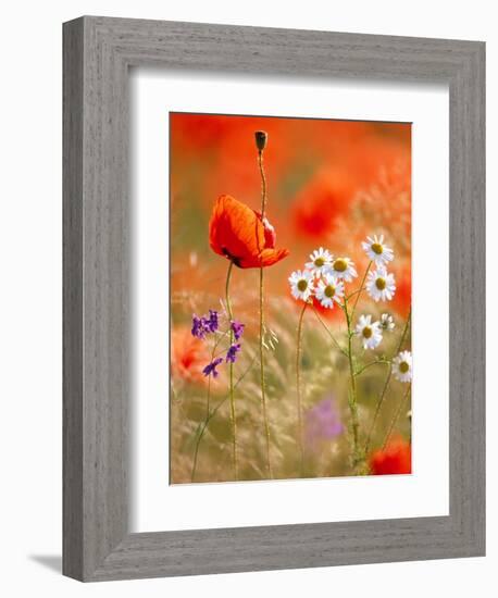 Poppy, camomile and larkspur-Herbert Kehrer-Framed Photographic Print