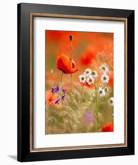 Poppy, camomile and larkspur-Herbert Kehrer-Framed Photographic Print