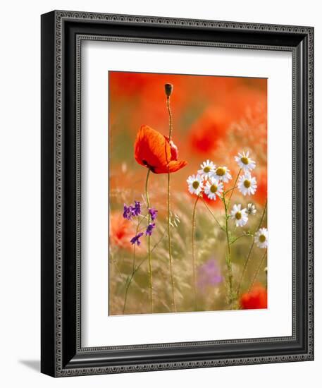 Poppy, camomile and larkspur-Herbert Kehrer-Framed Photographic Print