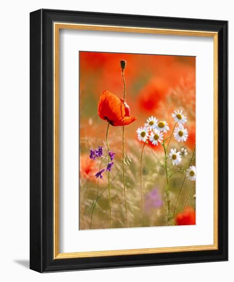 Poppy, camomile and larkspur-Herbert Kehrer-Framed Photographic Print