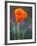 Poppy Close Up, Antelope Valley Near Lancaster, California, Usa-Jamie & Judy Wild-Framed Photographic Print