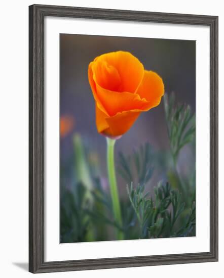 Poppy Close Up, Antelope Valley Near Lancaster, California, Usa-Jamie & Judy Wild-Framed Photographic Print