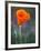 Poppy Close Up, Antelope Valley Near Lancaster, California, Usa-Jamie & Judy Wild-Framed Photographic Print