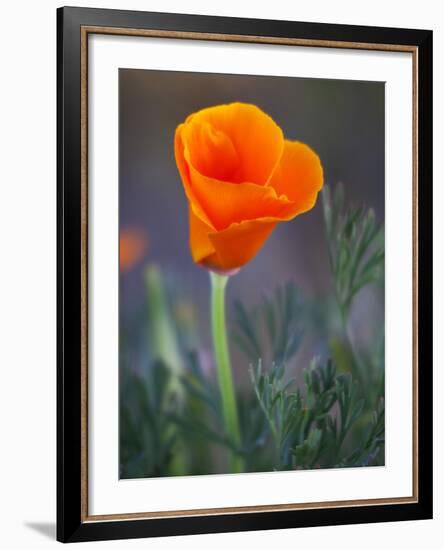 Poppy Close Up, Antelope Valley Near Lancaster, California, Usa-Jamie & Judy Wild-Framed Photographic Print