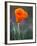 Poppy Close Up, Antelope Valley Near Lancaster, California, Usa-Jamie & Judy Wild-Framed Photographic Print