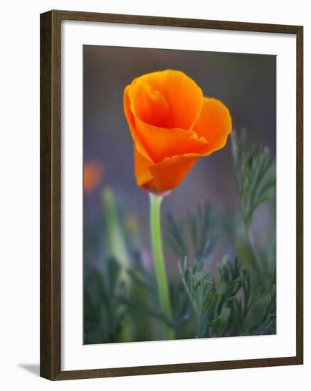 Poppy Close Up, Antelope Valley Near Lancaster, California, Usa-Jamie & Judy Wild-Framed Photographic Print