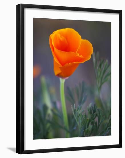 Poppy Close Up, Antelope Valley Near Lancaster, California, Usa-Jamie & Judy Wild-Framed Photographic Print