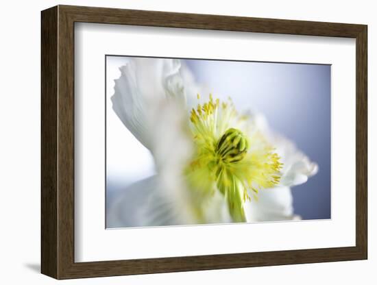 Poppy, Close Up-Hawi-Framed Photographic Print