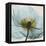 Poppy Close-Up-Albert Koetsier-Framed Stretched Canvas