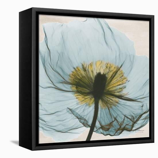 Poppy Close-Up-Albert Koetsier-Framed Stretched Canvas