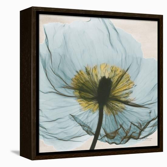 Poppy Close-Up-Albert Koetsier-Framed Stretched Canvas