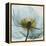 Poppy Close-Up-Albert Koetsier-Framed Stretched Canvas