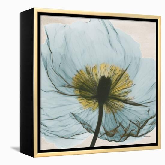 Poppy Close-Up-Albert Koetsier-Framed Stretched Canvas