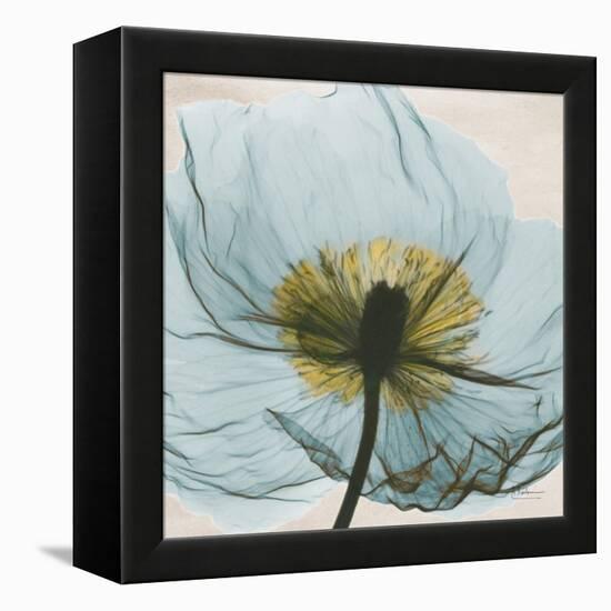 Poppy Close-Up-Albert Koetsier-Framed Stretched Canvas