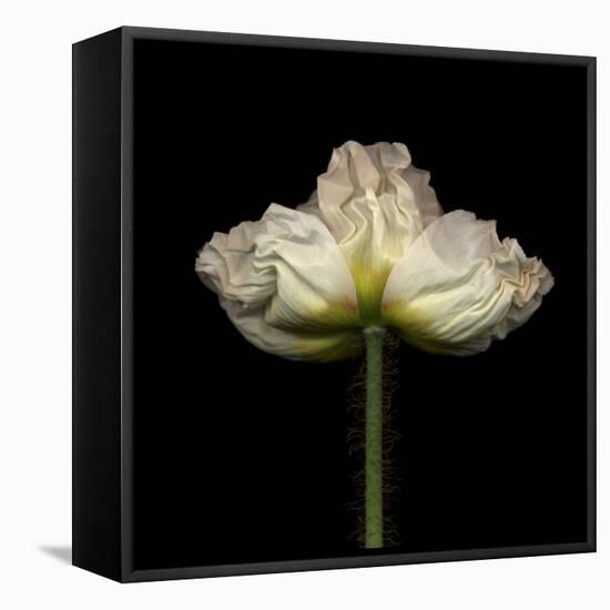 Poppy D: White Icelandic Poppy-Doris Mitsch-Framed Premier Image Canvas