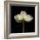 Poppy D: White Icelandic Poppy-Doris Mitsch-Framed Photographic Print