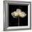 Poppy D: White Icelandic Poppy-Doris Mitsch-Framed Photographic Print