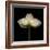 Poppy D: White Icelandic Poppy-Doris Mitsch-Framed Photographic Print