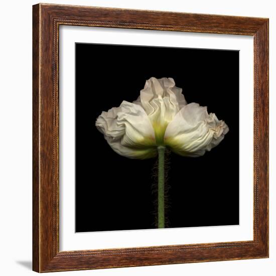 Poppy D: White Icelandic Poppy-Doris Mitsch-Framed Photographic Print