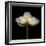 Poppy D: White Icelandic Poppy-Doris Mitsch-Framed Photographic Print