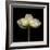 Poppy D: White Icelandic Poppy-Doris Mitsch-Framed Photographic Print