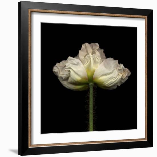 Poppy D: White Icelandic Poppy-Doris Mitsch-Framed Photographic Print