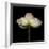 Poppy D: White Icelandic Poppy-Doris Mitsch-Framed Photographic Print