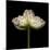 Poppy D: White Icelandic Poppy-Doris Mitsch-Mounted Photographic Print
