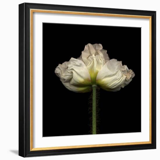 Poppy D: White Icelandic Poppy-Doris Mitsch-Framed Photographic Print