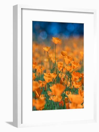 Poppy Dream Revisited Riverside by Merced River Poppies Outside Yosemite in Spring-Vincent James-Framed Photographic Print